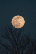 Moonrise Behind Tree Print