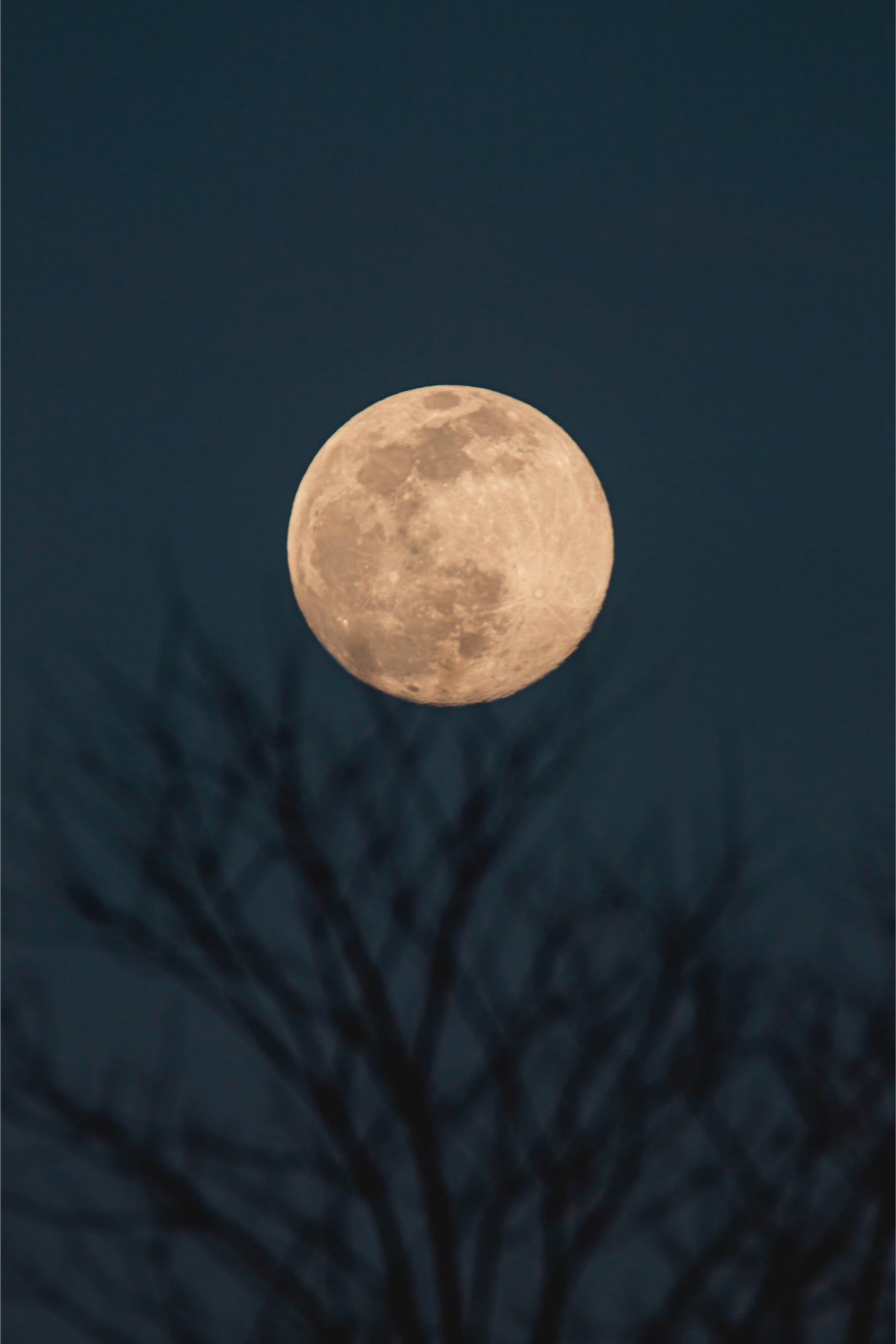 Moonrise Behind Tree Print